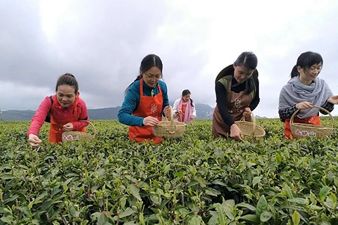 绿雪芽