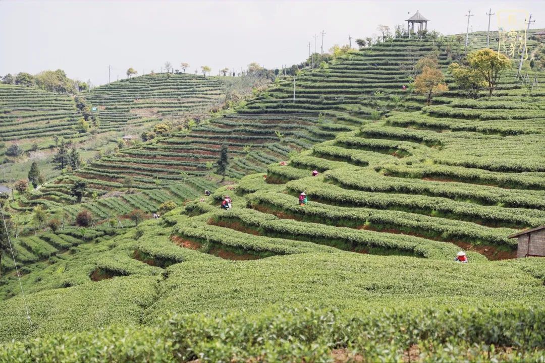 太姥娘娘茶园