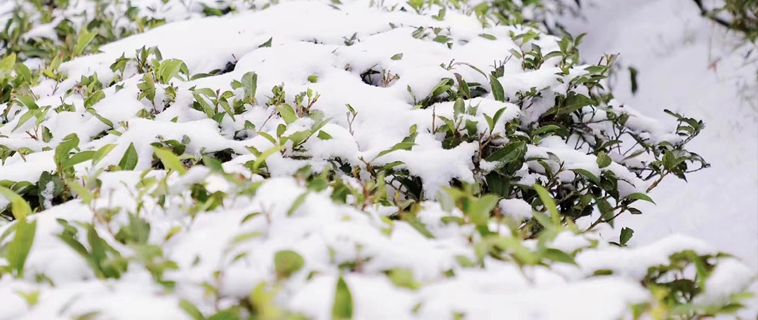 绿雪芽